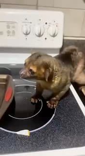 Так выглядит Кинкажу — хищное млекопитающее из... image preview