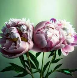 Генерация и редактирование видео по промпту или из картинки. image preview