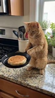 Немного ИИ котиков под вечер. image preview