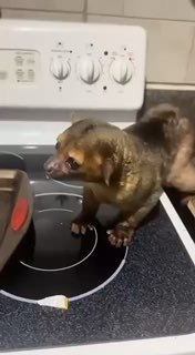 Так выглядит Кинкажу — хищное млекопитающее image preview