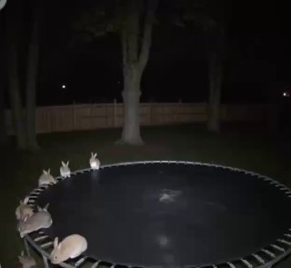 Кролики на батуте: ИИ создал вирусный ролик image preview