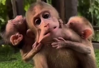 мать двух ангелочков календарь 6 января image preview